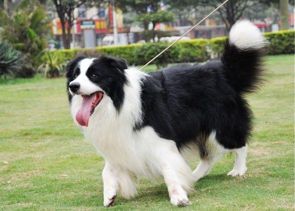 什么狗最聪明最通人性?跟智商有关