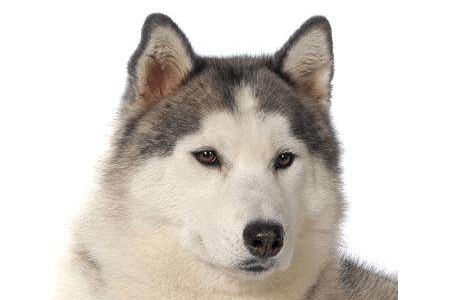 阿拉斯加吃什么,原来它喜欢吃这个