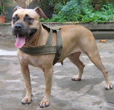 比特犬哪个血系最凶?没有绝对性