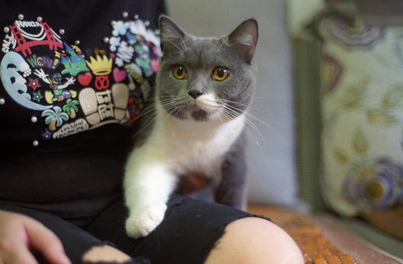 猫为什么喜欢蹭人?它是什么心理