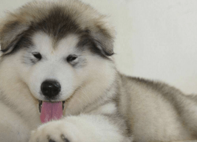 阿拉斯加几个月定型,对照这个标准来看看