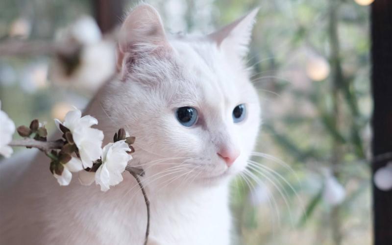 猫死了怎么处理?善始善终才是最好的归属