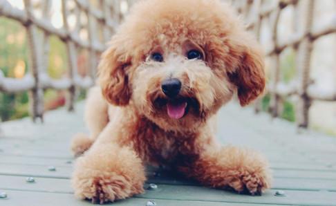 给泰迪犬吃什么好?它喜欢吃的不一定好