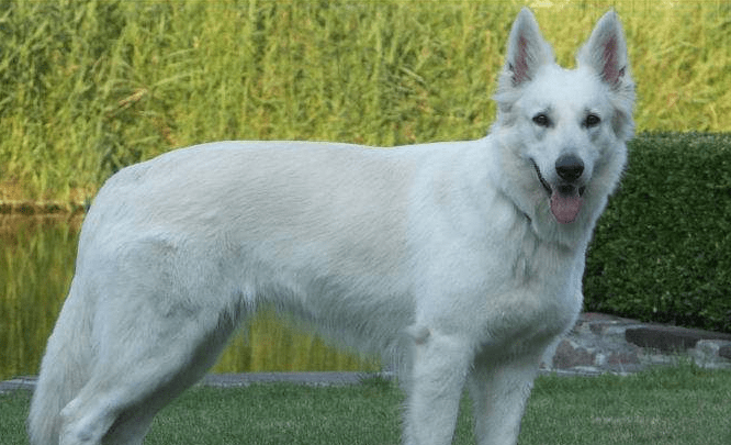 白色牧羊犬多少钱一只，纯纯的颜色代表着高贵