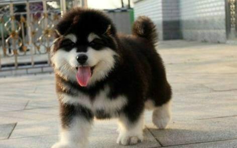 阿拉斯加犬吃什么食物，饮食注意事项大全