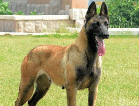 马犬从几个月开始训练,这份马犬训练攻略送给你