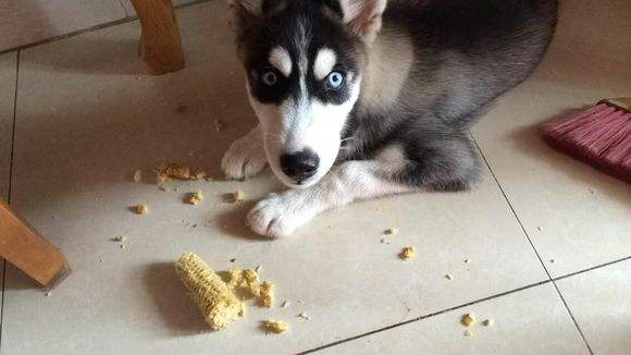 哈士奇吃什么？看完你会大吃一惊