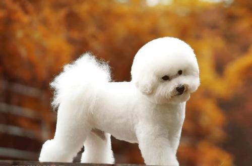 比熊犬贵宾犬哪个好看？这样来比较一下