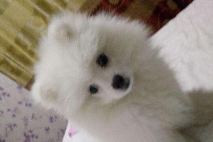 博美不吃狗粮可以吗？当然是不可以的