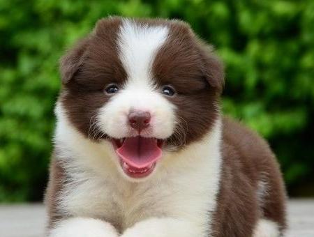 狗狗不肯出去玩怎么办？要掌握好方法