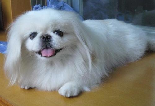 京巴犬性格如何?忠实温顺总结它