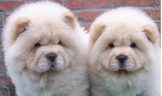 松狮犬能长多大,真相竟然是这样的