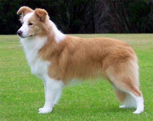 边境牧羊犬看门吗？这些内容让你放心