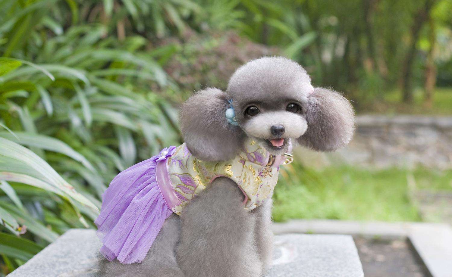 泰迪不爱吃狗粮怎么办,这样做便不再挑食