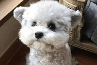 白色贵宾犬多少钱一只,价格区间在这里