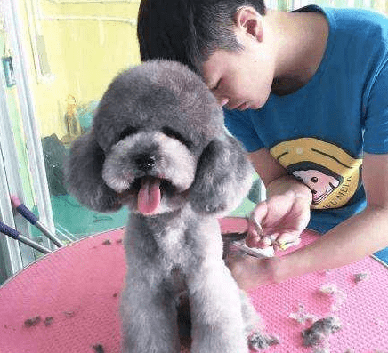 贵宾犬有哪几种颜色最好看?比较常见的是这几种