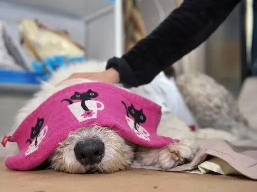 宠物狗死了怎么处理?随悲伤但要处理得当