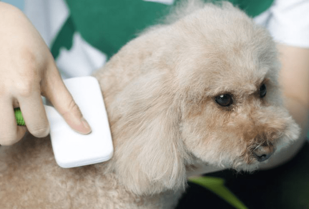 狗狗真菌会传染人吗？真菌其实无处不在