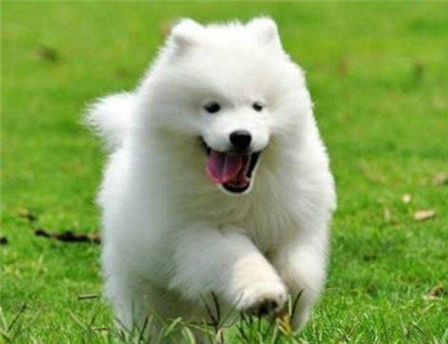 怎样训练萨摩耶犬?看看训练师怎么说
