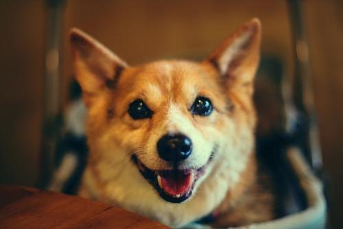 狗狗不拉屎怎么办？先分析分析具体原因