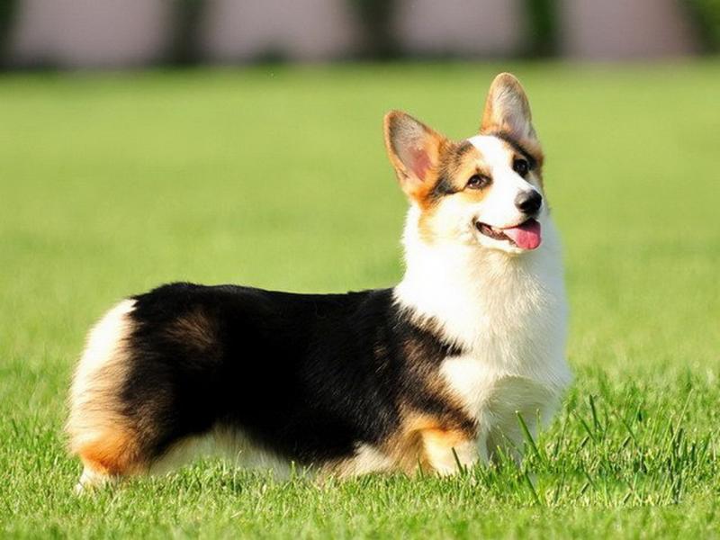 怎么看柯基犬纯不纯种?仔细观察下这几处地方