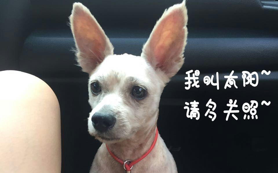 好听的小狗名字,不重名快快收藏