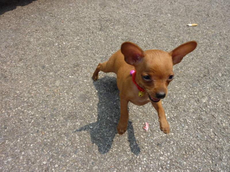 小鹿犬拉稀怎么办?根据病因针对治疗