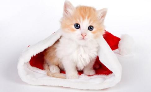 猫多久洗一次澡好?根据猫自身情况来吧