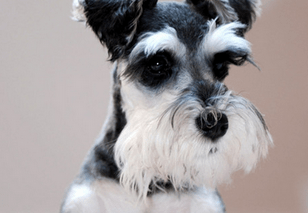 如何训练雪纳瑞上厕所？这些小妙招快速掌握