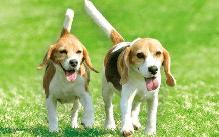 猎兔犬怎么训练? 抓兔小能手的秘诀在这