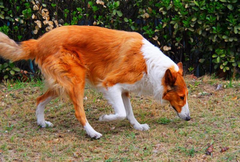 牧羊犬怎么训练?牧羊犬训练方法