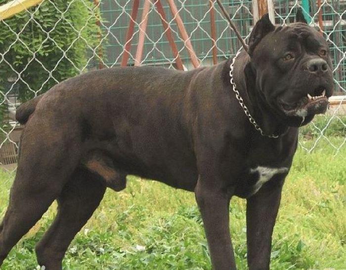 卡斯罗咬人吗？禁养犬可不是闹着玩的