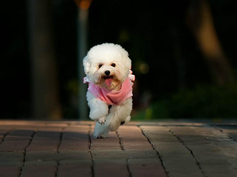 贵宾犬和比熊哪个聪明？可以这样对比一下