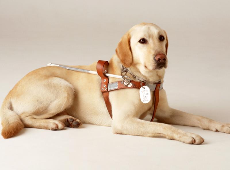 金毛幼犬喂什么?可以吃的东西太多了