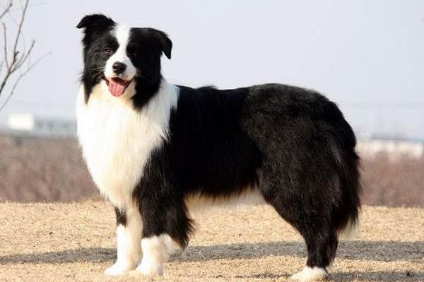边境牧羊犬为什么禁养,这些常识你要清楚