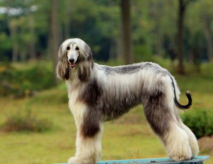 阿富汗猎犬为什么禁养?饲养有风险需谨慎