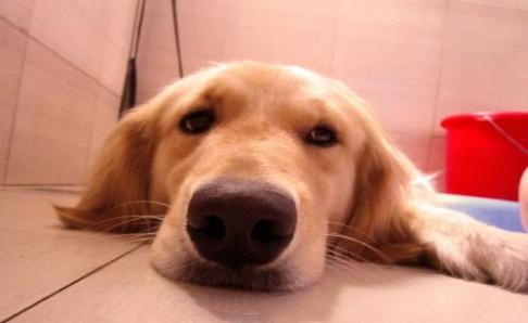 金毛犬吃什么食物