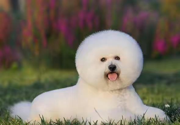 比熊犬一般有多大呢?小型犬能大哪去