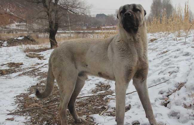 坎高犬和高加索谁大?按照标准体型来比比看