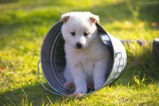 什么样的狗有狂犬病?这些特征很明显