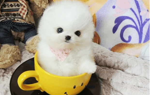 茶杯犬可以长多大?  不愧是袖珍狗狗