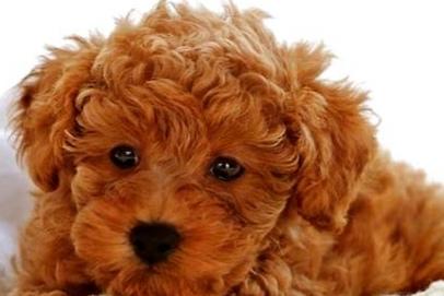 泰迪不喜欢主人的表现,这几个动作就能够表明