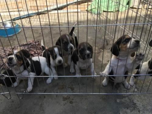 比格犬怎么看品相,主要观察这几处