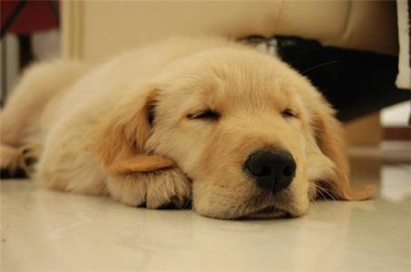 狗狗发烧吃什么药？这些问题要引起重视