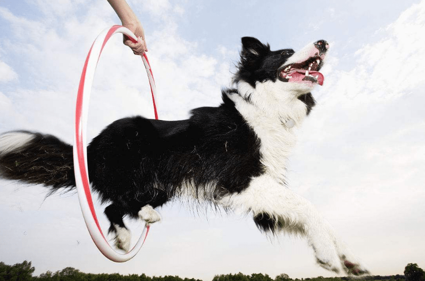 世界犬种智商排行 泰迪居然比金毛聪明