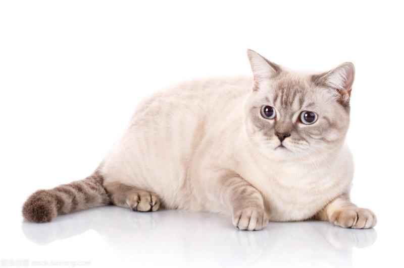 猫为什么不能随便送人?虽不粘人但很依赖