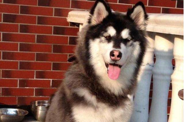 狗狗有皮肤病怎么治？皮肤病也分很多种的