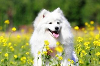 银狐犬怎么训练？这些训养诀窍你要知道