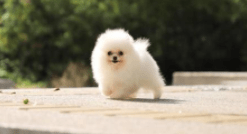 博美犬爱叫怎么训练？做好这几个方面的工作