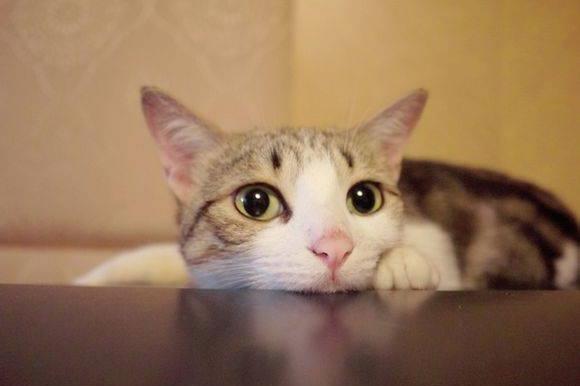 猫能吃鸡蛋吗?慎之慎之